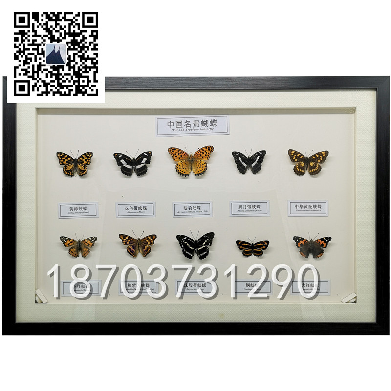 蝴蝶昆蟲標(biāo)本 